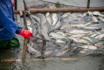 Pakeistas žuvininkystės sektoriaus 2021–2027 m. programos priemonių kvietimų planas