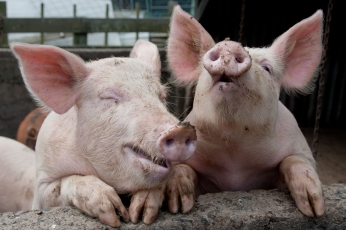 Dar du AKM atvejai kiaulių ūkiuose: praėjusių metų skaičius jau viršytas