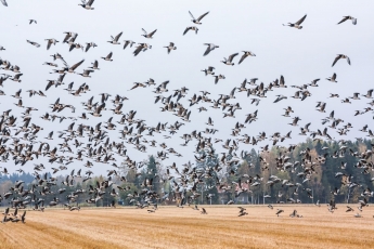 Lenkų ūkininkai nusivylė: projektas dėl laukinių paukščių daromos žalos atmestas