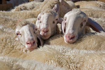 EFSA apie avių ir ožkų skerdimą ūkiuose – yra gerovės problemų