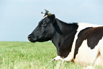 Estų karvės vejasi pasaulio pieno gamybos rekordą