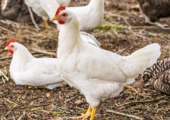 Kaišiadoryse iš Girelės paukštyno pavogta apie 15 tūkst. vištų ir apie 10 tūkst. kiaušinių 