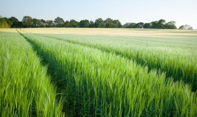 Patvirtintos ekologinio ūkininkavimo įgyvendinimo taisyklės (ATNAUJINTA)