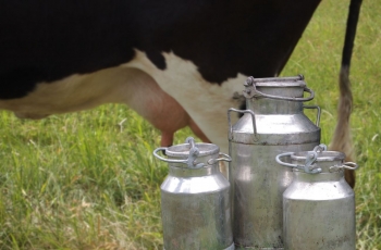 ŽŪDC: vidutines pieno supirkimo kainas ir supirktą pieną 2023 m. gruodžio mėnesį