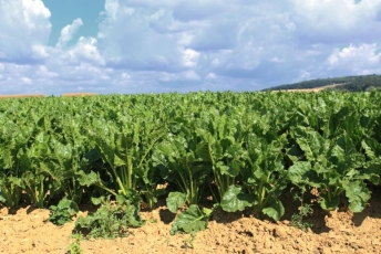 Europos panoramoje šį sezoną Lietuvos augalininkai – laimėtojai  