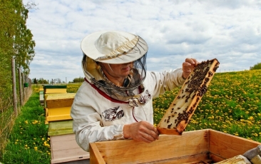 Paramos teikimo bičių laikytojams už papildomą bičių maitinimą taisyklių pakeitimai