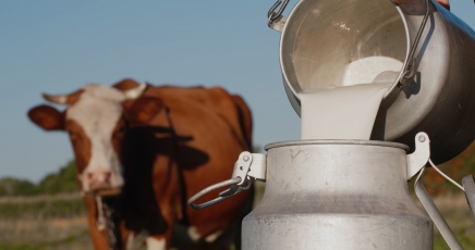 Birželio 1 d. pieno gamintojus pasieks 6 mln. Eur nacionalinė pagalba
