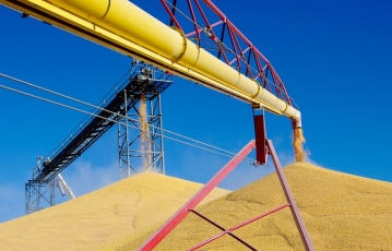 Prognozuojama, kad įsibėgėjus kukurūzų nuėmimui, supirkimo kainos kris