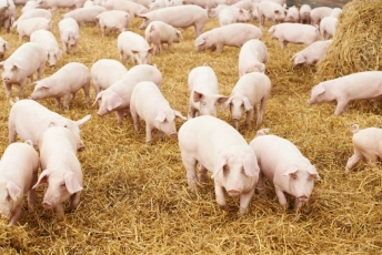 Afrikinio kiaulių maro ypatumai Lietuvoje: nedraudžia – rizikuokite