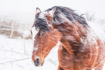 Gyvūnų priežiūra žiemą: VMVT specialistų patarimai