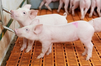 Ekspertai: olandų kiaulių ūkiuose 46 proc. sumažinta išmetamų dujų emisija