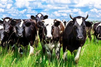 Patvirtinti susietosios paramos už pienines karves dydžiai