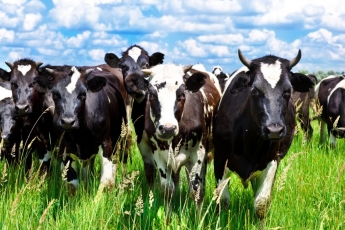 Piligrimus Ispanijoje puldinėja... karvės
