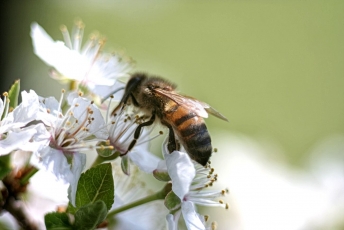 Kasdien žiedų gamtoje daugiau, bet bitėms jų ne visada pakanka      