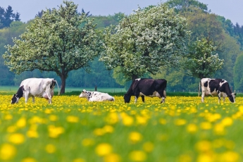 Žemės ūkio naudmenų ir kitų plotų deklaravimas prasidės gegužės 2 d.