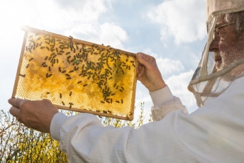 Ką verta žinoti, renkantis bičių šeimą?