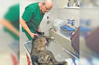 Išgelbėtus gyvūnus Chersone gydo veterinaras lietuvis