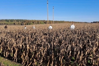 Tiriama, kaip AKM užkratas pateko į kiaulių ūkį