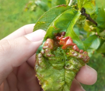 Garbanoti persikų lapai signalizuoja pavojingą ligą