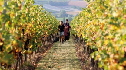 Italija po 9 metų pertraukos užleis Prancūzijai pasaulinės vyno gamybos lyderės vardą