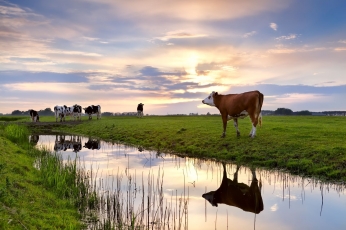 Nyderlandai skatins gyvulininkystės veiklos pasitraukimą iš saugomų teritorijų