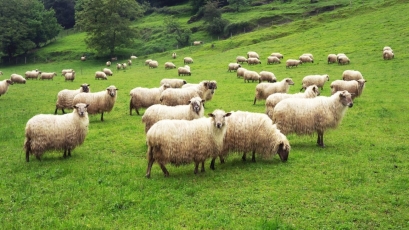 Po ilgo laiko avių ūkiuose vėl fiksuota mėlynojo liežuvio liga