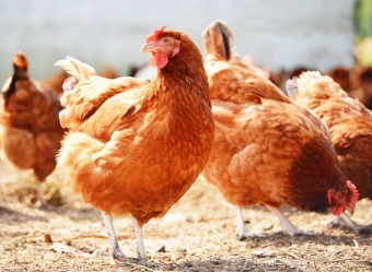 ECDC dėl paukščių gripo rekomenduoja būti budresniems