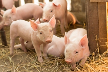 Pragaištingam virusui atsparios kiaulės – amerikiečiai paredagavo jų DNR