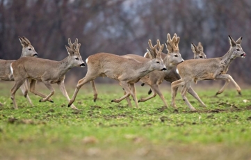 Spręs, ar plėsti prijaukintų laukinių gyvūnų ar paukščių sąrašą