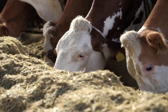 Rūšių barjeras įveiktas? Paukščių gripo virusas – jau ir karvių piene