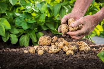Ar gali būti, kad Billo Gateso ūkyje auginamos bulvės matomos iš kosmoso?!