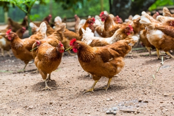 Biologinio saugumo nesilaikymas – grėsmė paukščių gripui išplisti ir žinduolių ūkiuose 