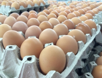Konkurencijos taryba neleido bendrovei „Lit Egg“ įsigyti girelės paukštyno