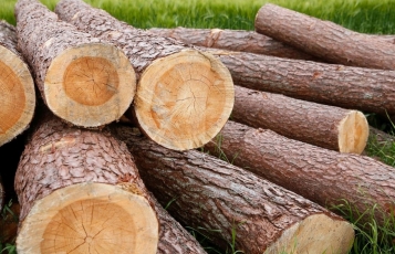 Už neteisėtai Dargužių kaime iškirstus medžius įmonei teks atlyginti beveik 24 tūkst. eurų žalą