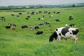 Airiai nerimauja, kad Nitratų direktyva pakiš koją šalies pienininkams