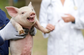 Pirmasis Europoje viešas interaktyvus žemėlapis apie mikroorganizmų atsparumą antibiotikams