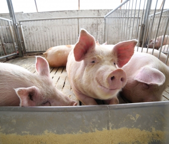 Dėl antro AKM protrūkio kiaulių ūkyje veiklos ribojimai taikomi ir stambiam kompleksui