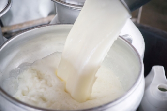 Estijoje pieno supirkimo kainos per metus krito daugiau nei penktadaliu