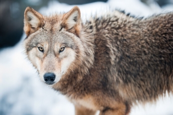 Europos Komisija pagaliau imasi veiksmų: keis vilkų apsaugos statusą