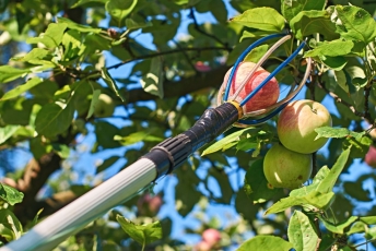 Kaip žinoti, kada geriausia skinti obuolius?