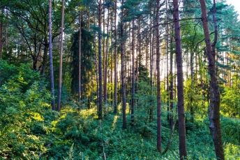Tarptautinę Miškų dieną – apie Lietuvos miškus
