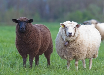 Avių ūkių mažėja ne tik Lietuvoje, bet ir ES