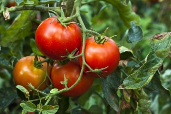 Pomidorų karas plečiasi: po kivirčo su ispanais prancūzai aikštelėje trypė marokietiškus pomidorus