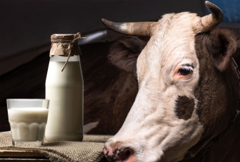 Ar šiemet pienininkams bus dar sunkiau?
