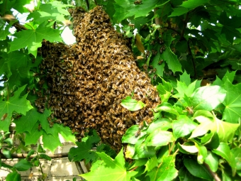 Bitininkų daugėja kaip bičių spiečių