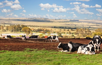 Škotai produktyvesnes karves padeda veisti ir Afrikoje