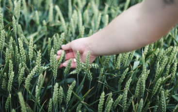 Agronomo kasdienybė: viena gamtos išdaiga gali sunaikinti visų metų darbą