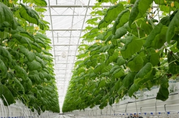 Šiųmetės lietuviškos daržovės trečdaliu pigesnės nei pernai