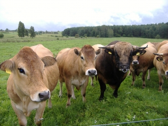Ar kam nors Lietuvoje rūpi gyvulininkystė? 