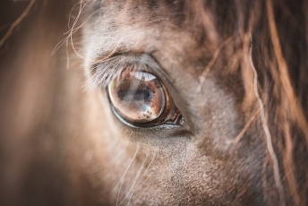 Arklių skerdimą siekianti uždrausti Europos piliečių iniciatyva 